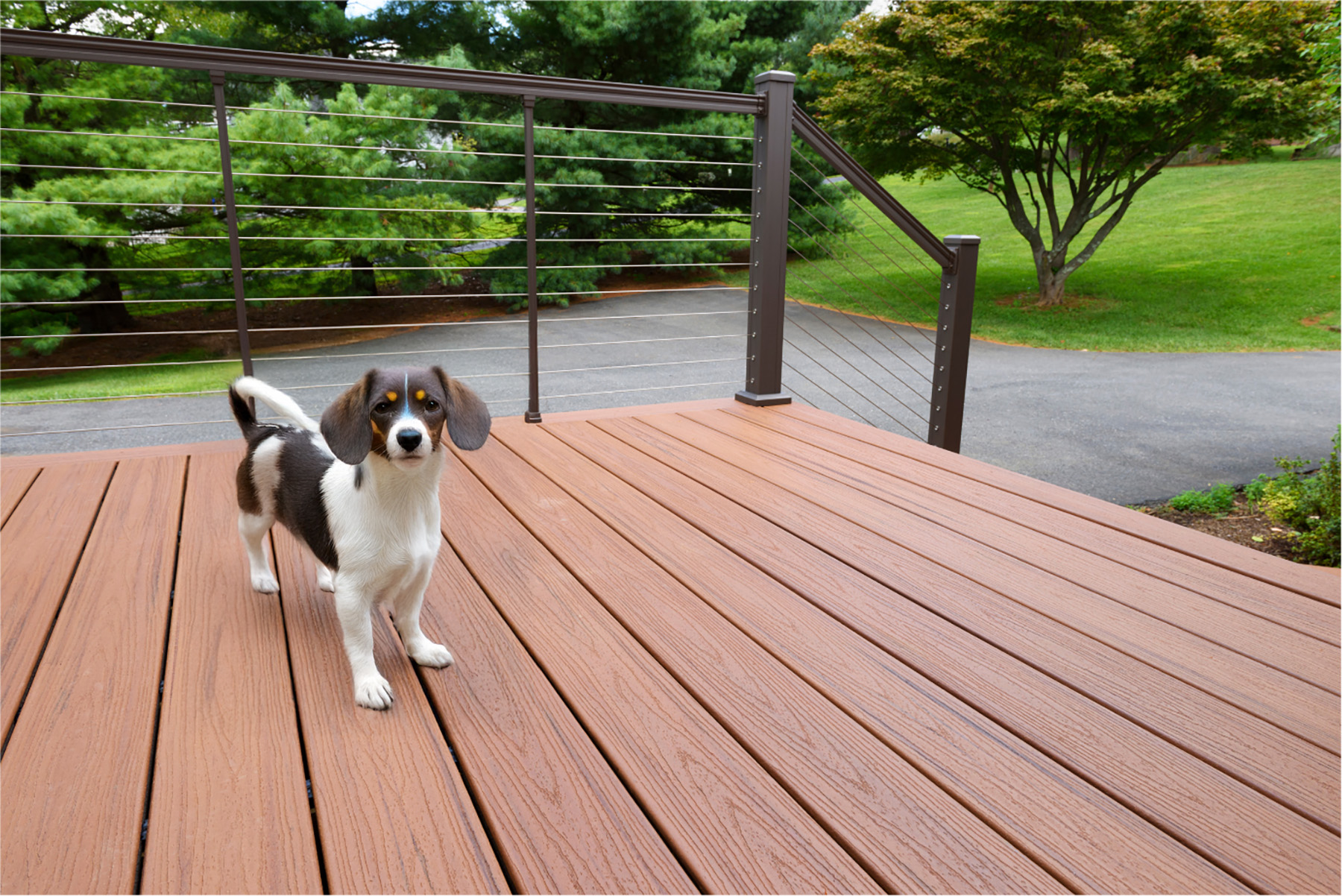 A small dog with brown and white fur stands on a wooden deck crafted by Custom Composite-Deck Builder Toronto. The deck, with its sleek metal railings, overlooks a lush green lawn and trees, while a paved pathway winds through the background.